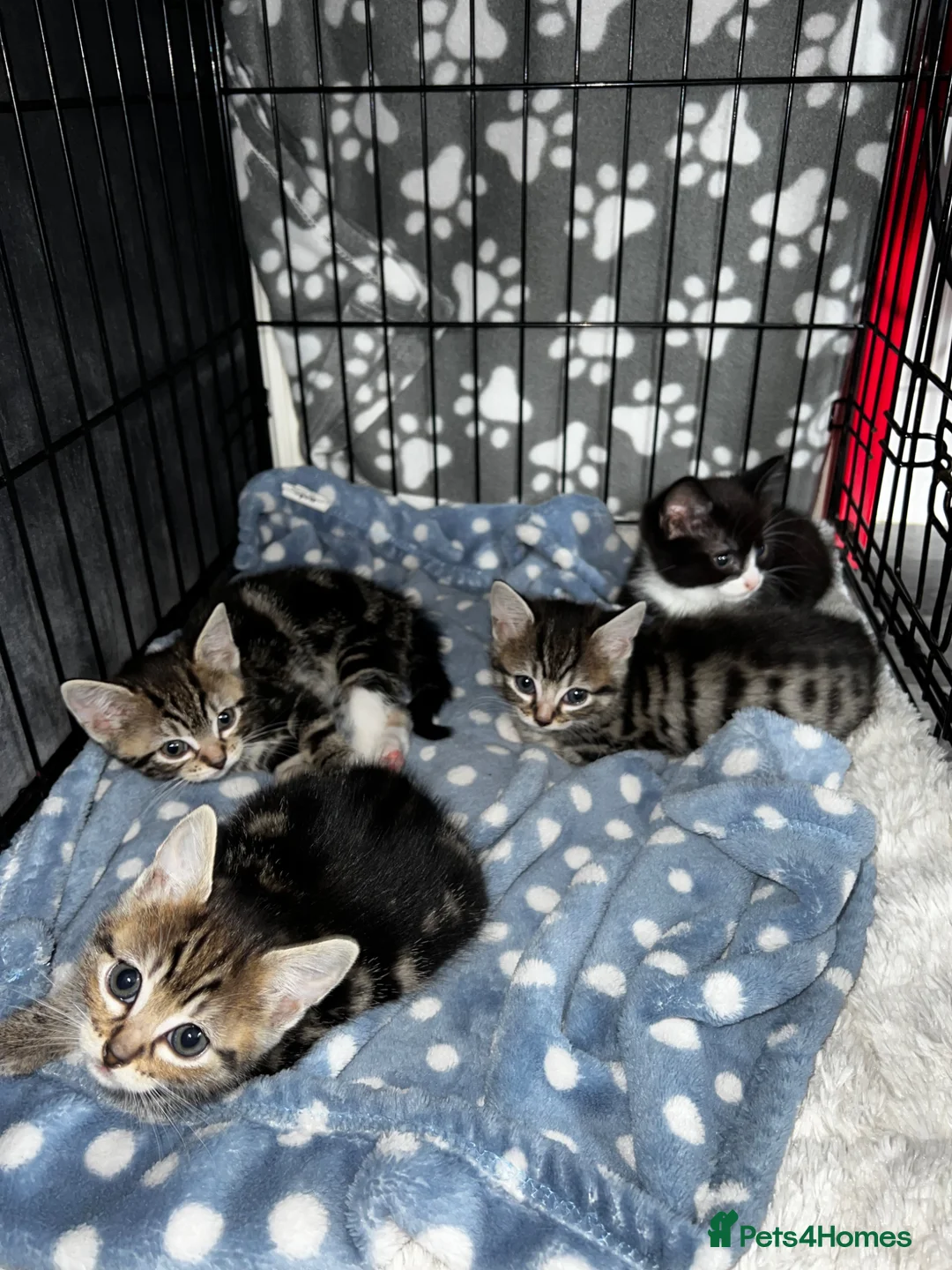 Mixed Breed cats for sale: Beautiful Bengal x domestic kitten  - Advert 2