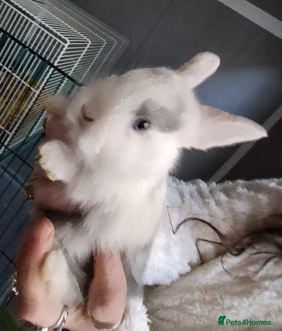 Mixed Breed rabbits for sale: Lovely litter dutch lops - Advert 13