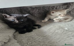 Burmese cats for sale: Beautiful Burmese x British kittens for sale 🤍  - Image 29