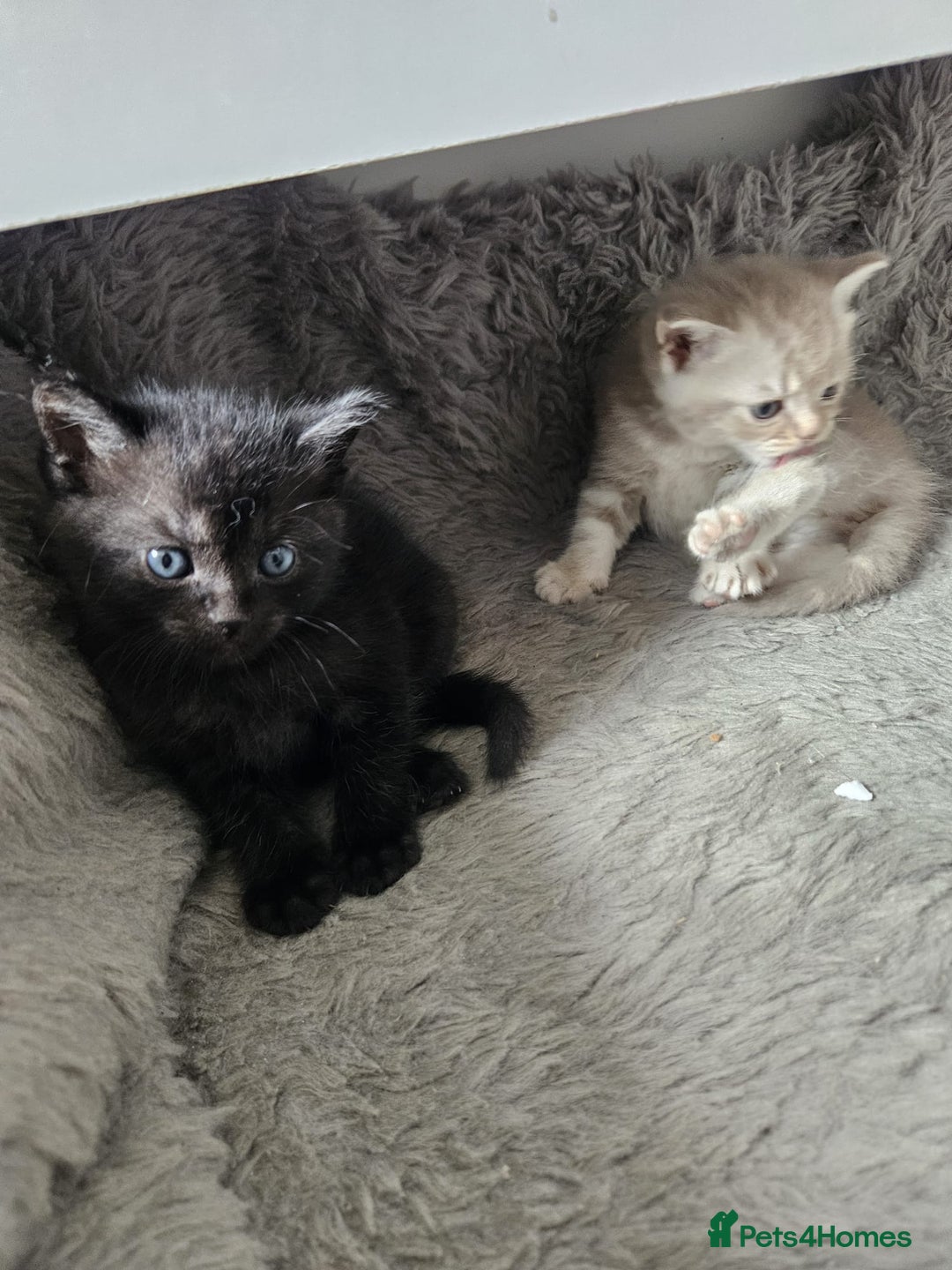 Burmese cats for sale: Beautiful Burmese x British kittens for sale 🤍  - Image 29