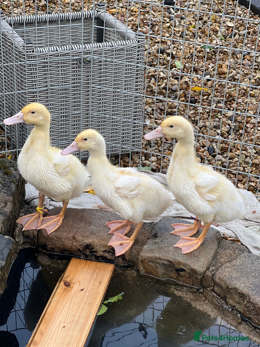 Ducks poultry for sale: 1 male aylesbury duck available - Advert 1