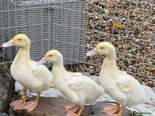 Ducks poultry 1 male Aylesbury duck **SOLD** - Advert 14