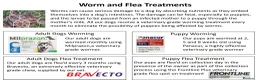Labrador Retriever dogs for sale: Stunning Red Fox Labs-Health checked, KC Reg, FTCH - Advert 29
