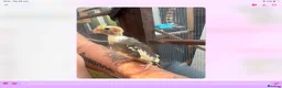 Cockatiels birds for sale: Baby cocktails for sale - Advert 16