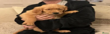Golden Retriever 3