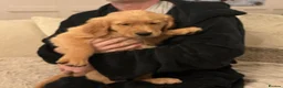Golden Retriever dogs for sale: Gorgeous golden Retriever Puppies - Ready Now in Brierley Hill - Advert 5
