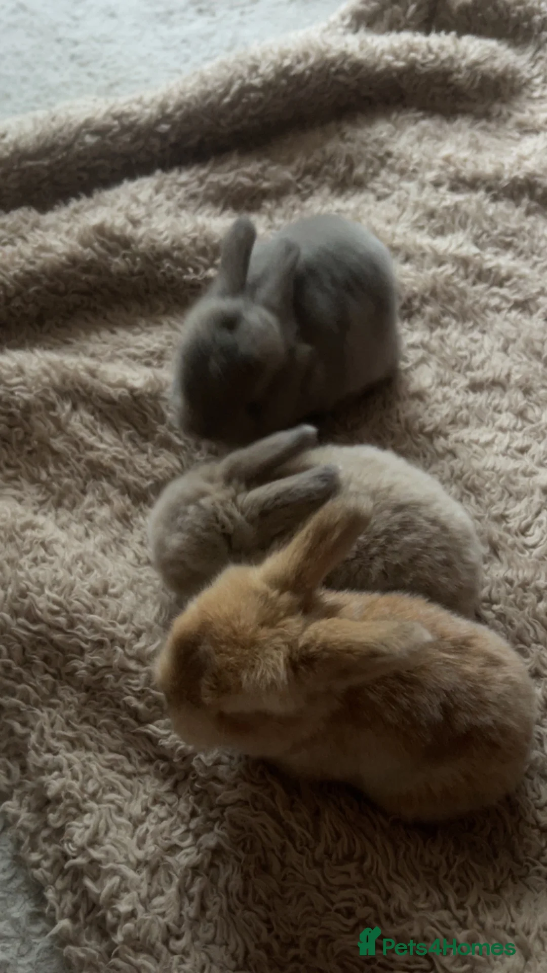 Mixed Breed rabbits for sale: Angora rabbits  - Advert 2