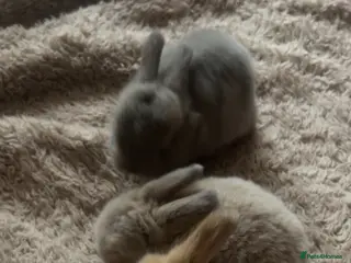 Mixed Breed rabbits Angora rabbits - Advert 2