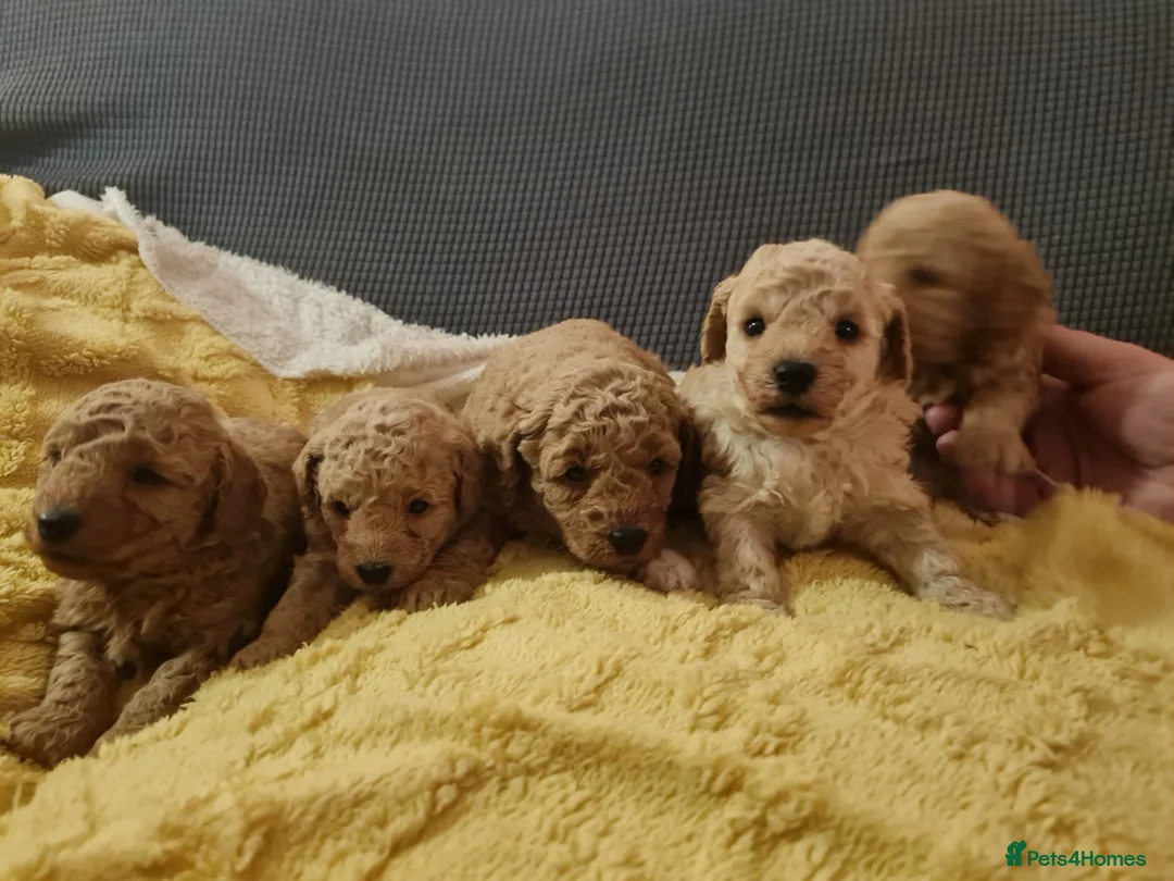 Toy Poodle dogs for stud: toy poodle short notice DNA  tested clear PRA £125 in Nottingham - Advert 30