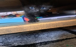 British Shorthair cats for sale: 8 week old Black kitten £30 - Image 6