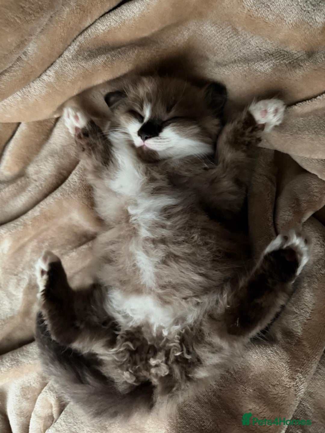 Mixed Breed cats for sale: Loved Kitten Looking for a Forever Home - Advert 8