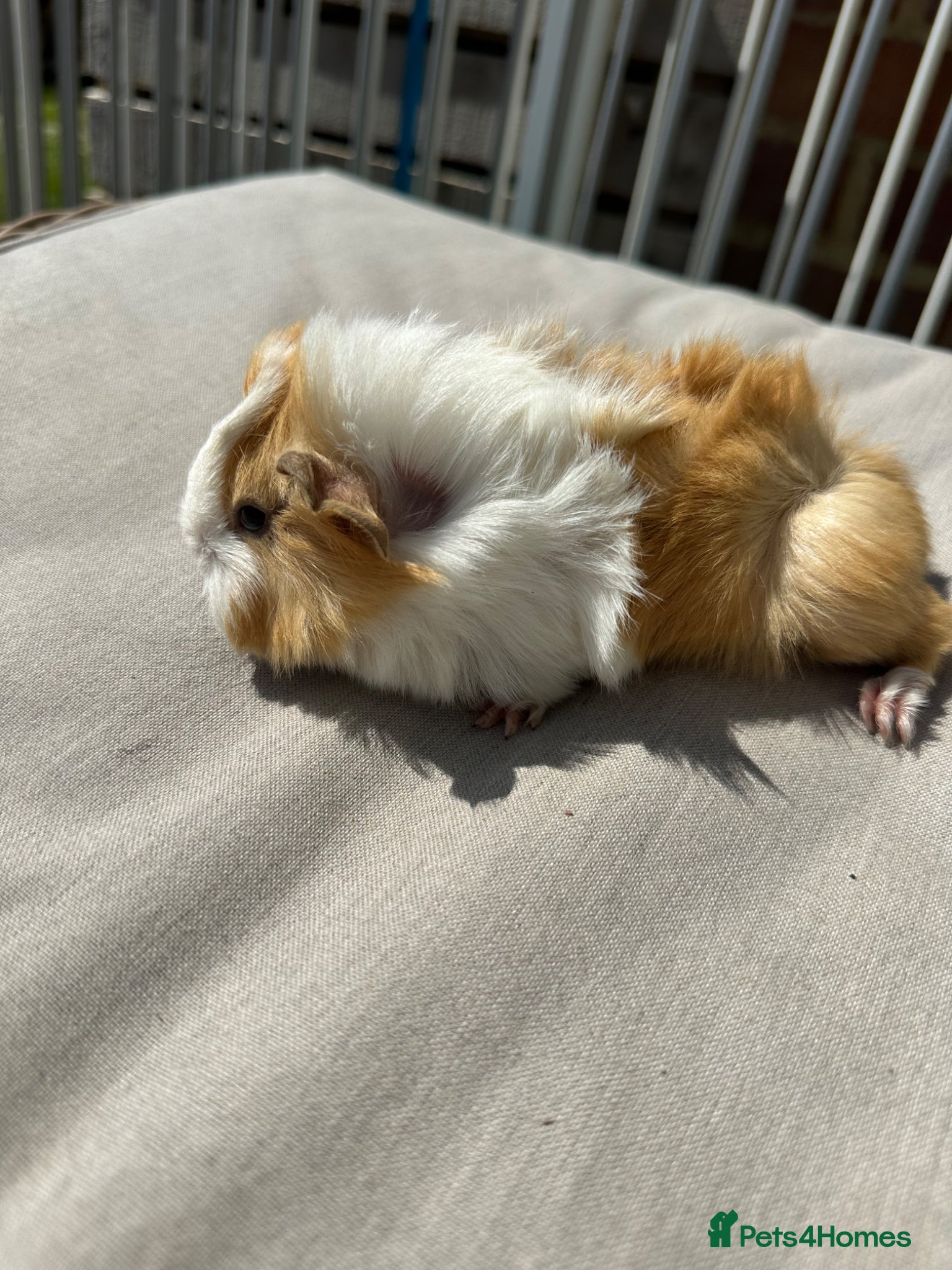 Guinea Pig rodents Pretty baby long haired female guinea pigs. - Advert 21