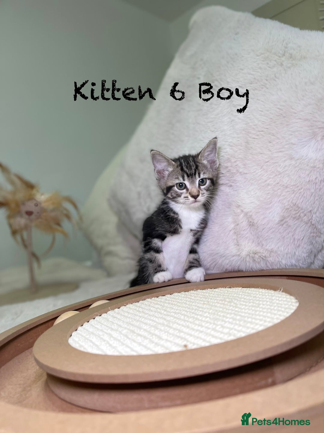 Mixed Breed cats for sale: Stunning kittens ready now  - Advert 19