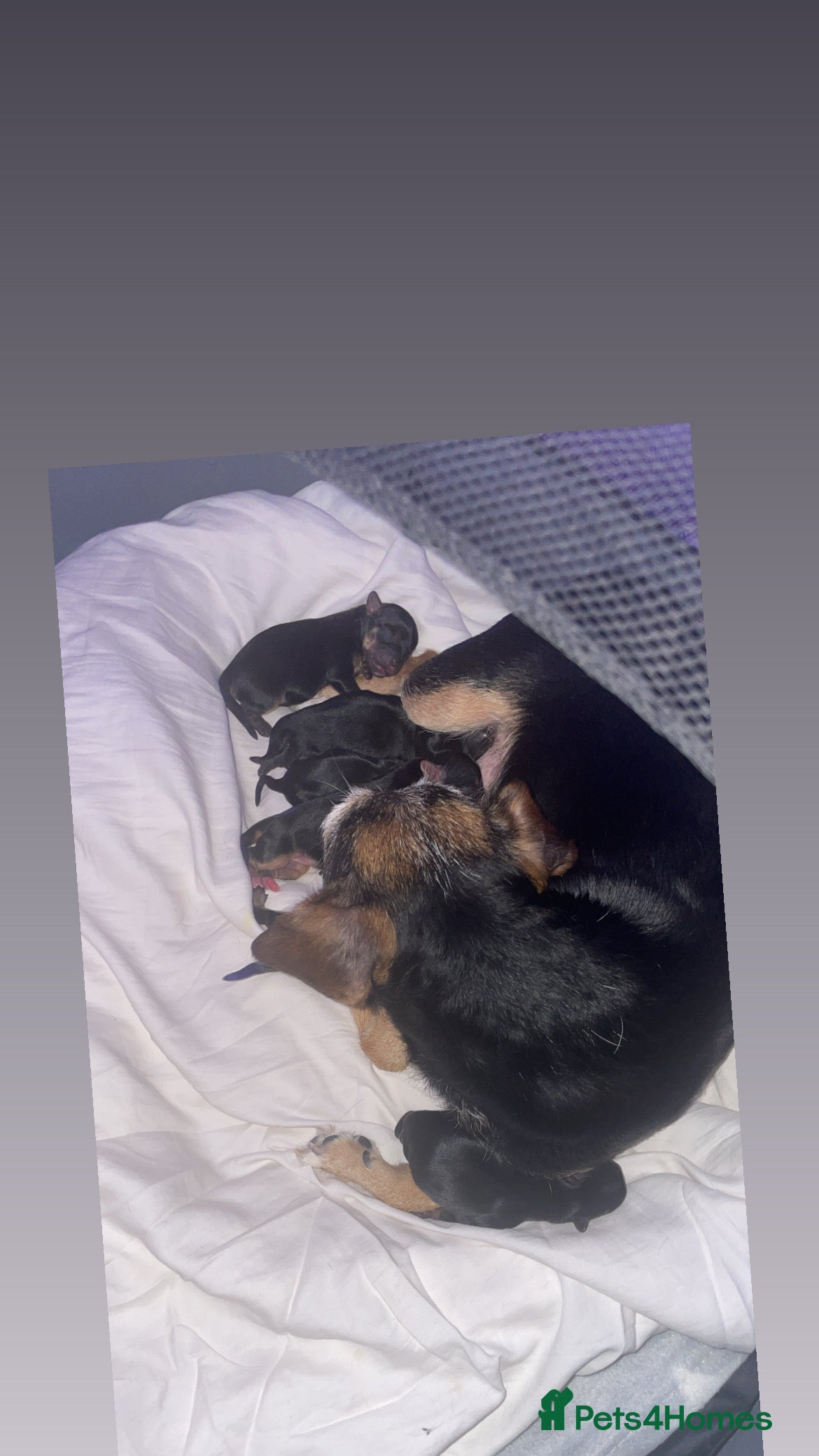 Mixed Breed dogs Jack Cross Yorkshire Terrier Pups - Advert 4