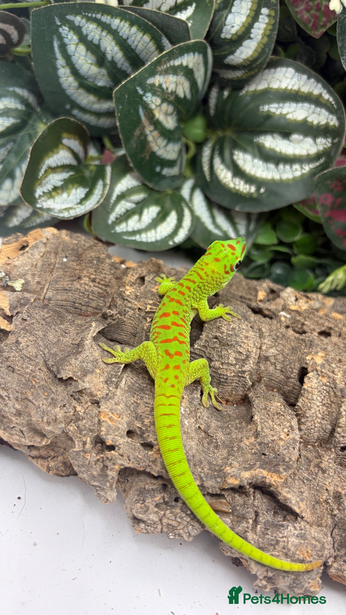 Gecko reptiles Giant Madagascan Day Gecko baby - Advert 2