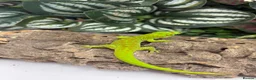 Gecko reptiles for sale: Giant Madagascan Day Gecko baby - Advert 2