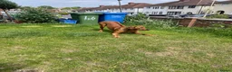 Rhodesian Ridgeback dogs for stud: Beautiful Rhodesian Ridgeback to Stud  in Lightwater - Advert 20