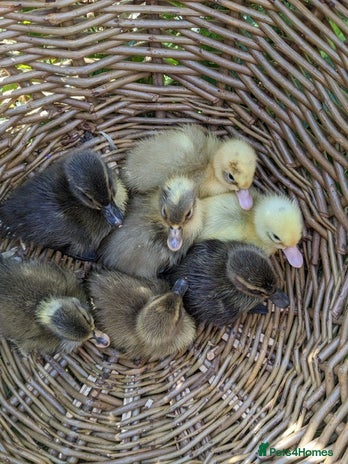 Ducks poultry - Advert 12