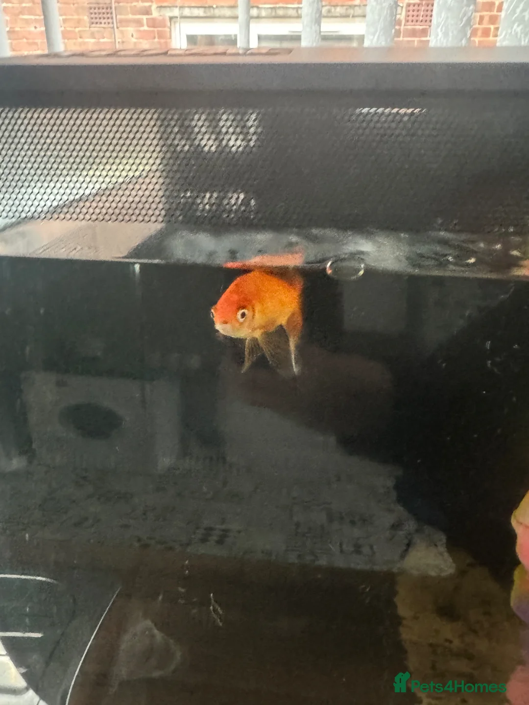 Goldfish fish for sale: 2x gold fish and a small fish and large tank  in Scarborough - Advert 4