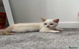 British Shorthair cats for sale: Fully vaccinated pure British shorthair kittens - Image 1