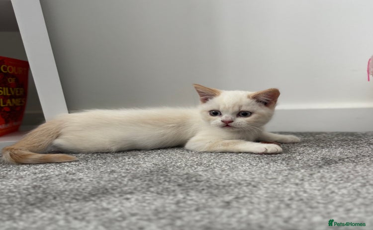 British Shorthair cats - Advert 1