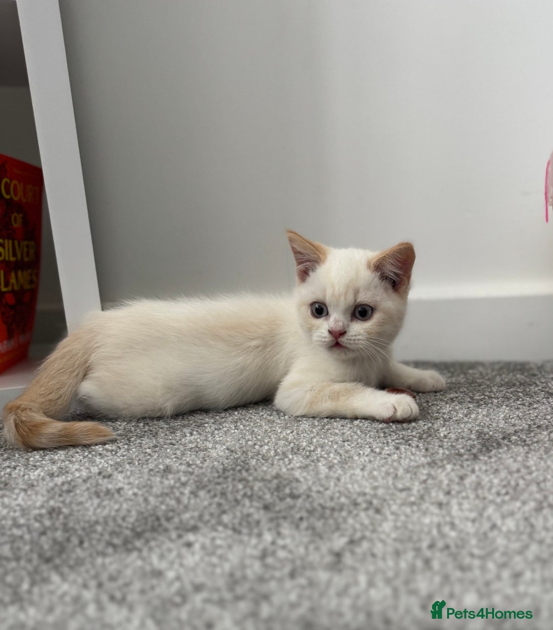 British Shorthair cats for sale: Fully vaccinated pure British shorthair kittens - Image 1