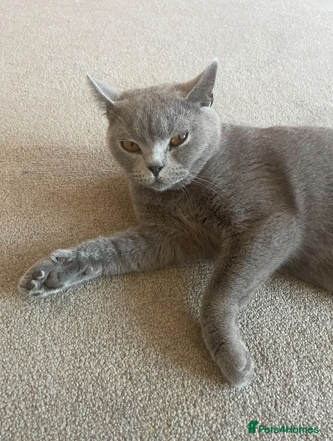 Mixed Breed cats for sale: Beautiful Half British Shorthair Kittens 🐾  - Advert 10