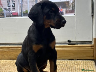 Dobermann dogs Black and Tan Doberman puppies for sale - Advert 3