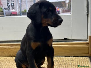 Dobermann dogs Black and Tan Doberman puppies for sale - Advert 7