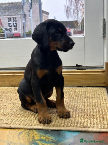 Dobermann dogs Black and Tan Doberman puppies for sale - Advert 1