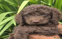Sproodle dogs for sale: Gorgeous Chocolate Sproodle Puppies - Image 11