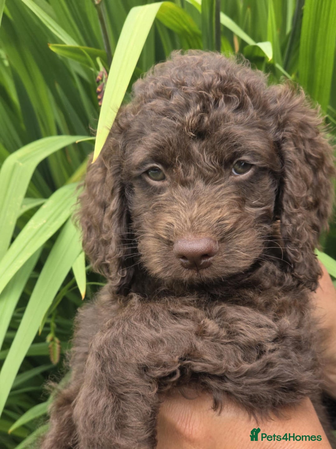 Sproodle dogs for sale: Gorgeous Chocolate Sproodle Puppies - Image 11