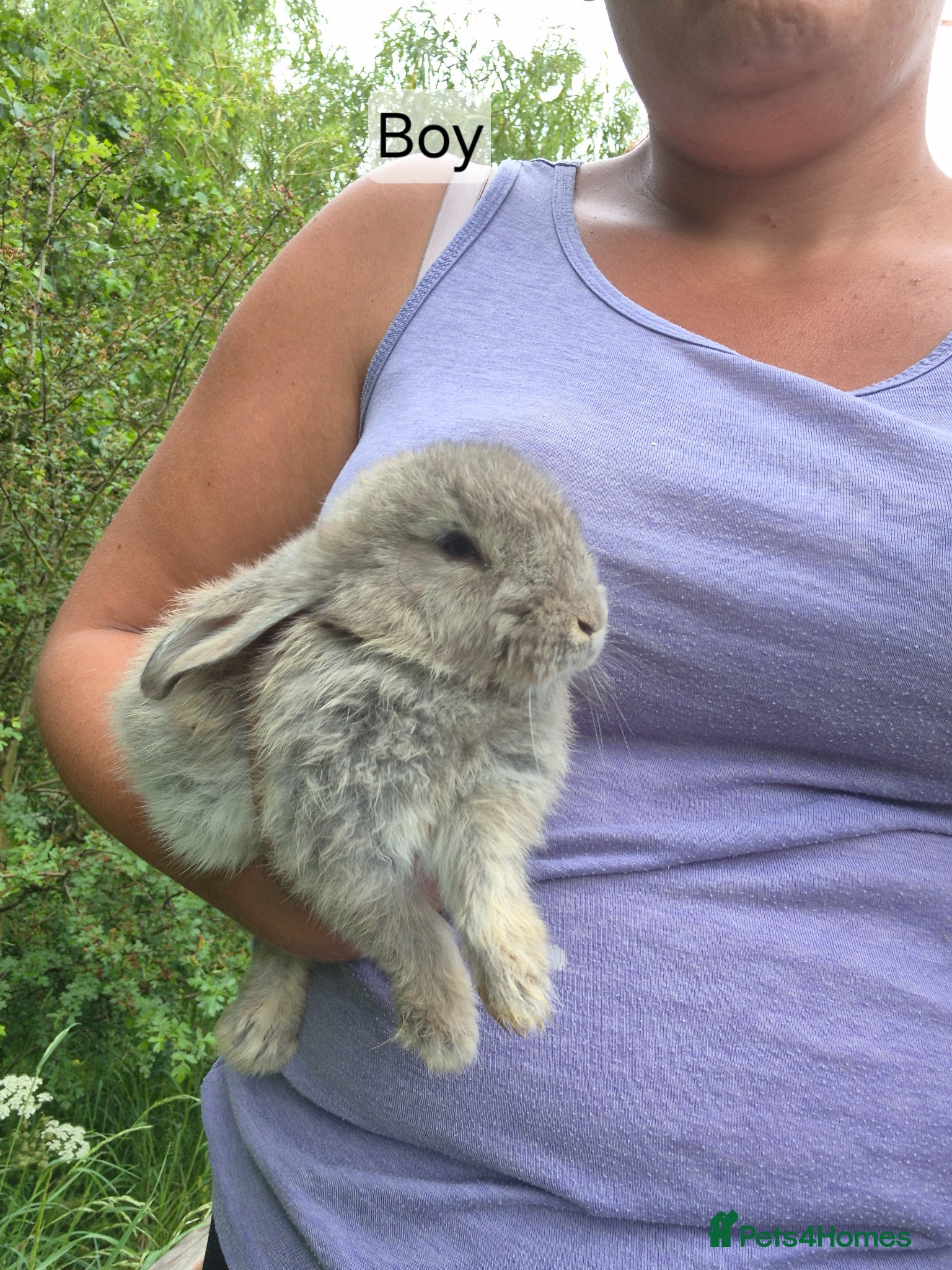 Mixed Breed rabbits Baby rabbits  - Advert 1