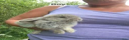 Mixed Breed rabbits for sale: Baby rabbits  - Advert 1