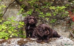 Cocker Spaniel dogs for sale: Kennel Club Registered Cocker Spaniel Puppies  - Image 4