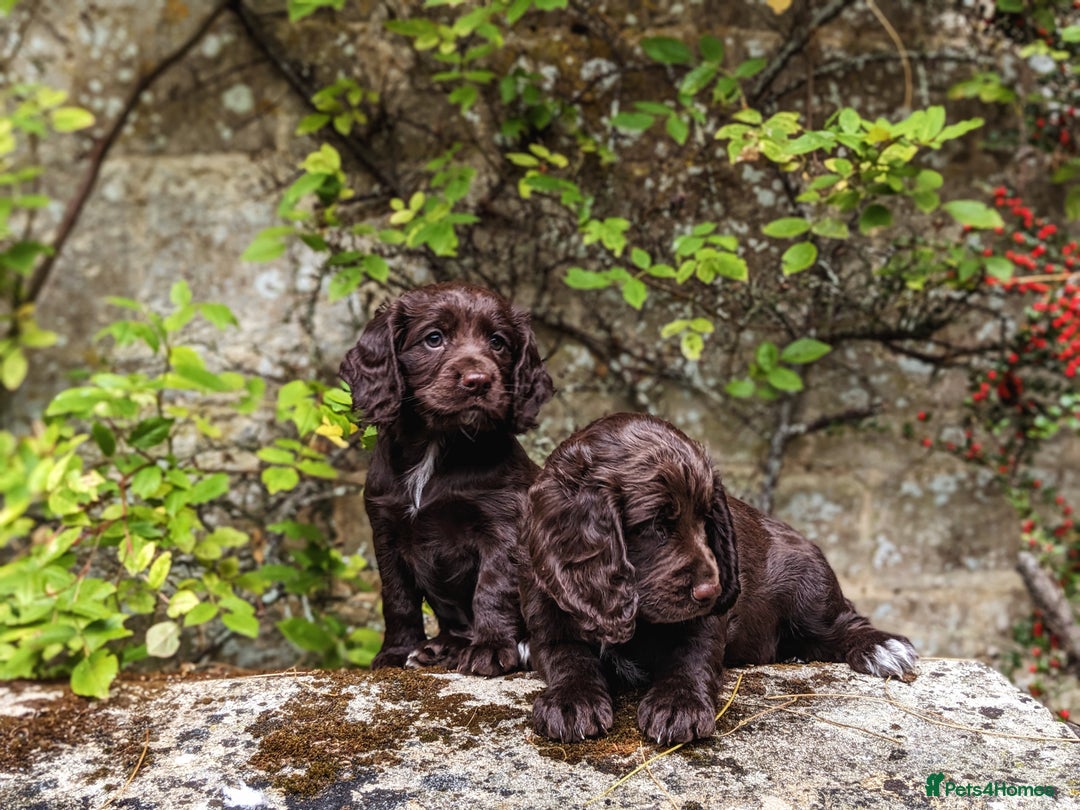 Cocker Spaniel dogs for sale: Kennel Club Registered Cocker Spaniel Puppies  - Image 4