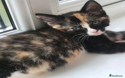 Egyptian Mau cats for sale: Adorable Calico Kitten Seeking Forever Home - Image 8