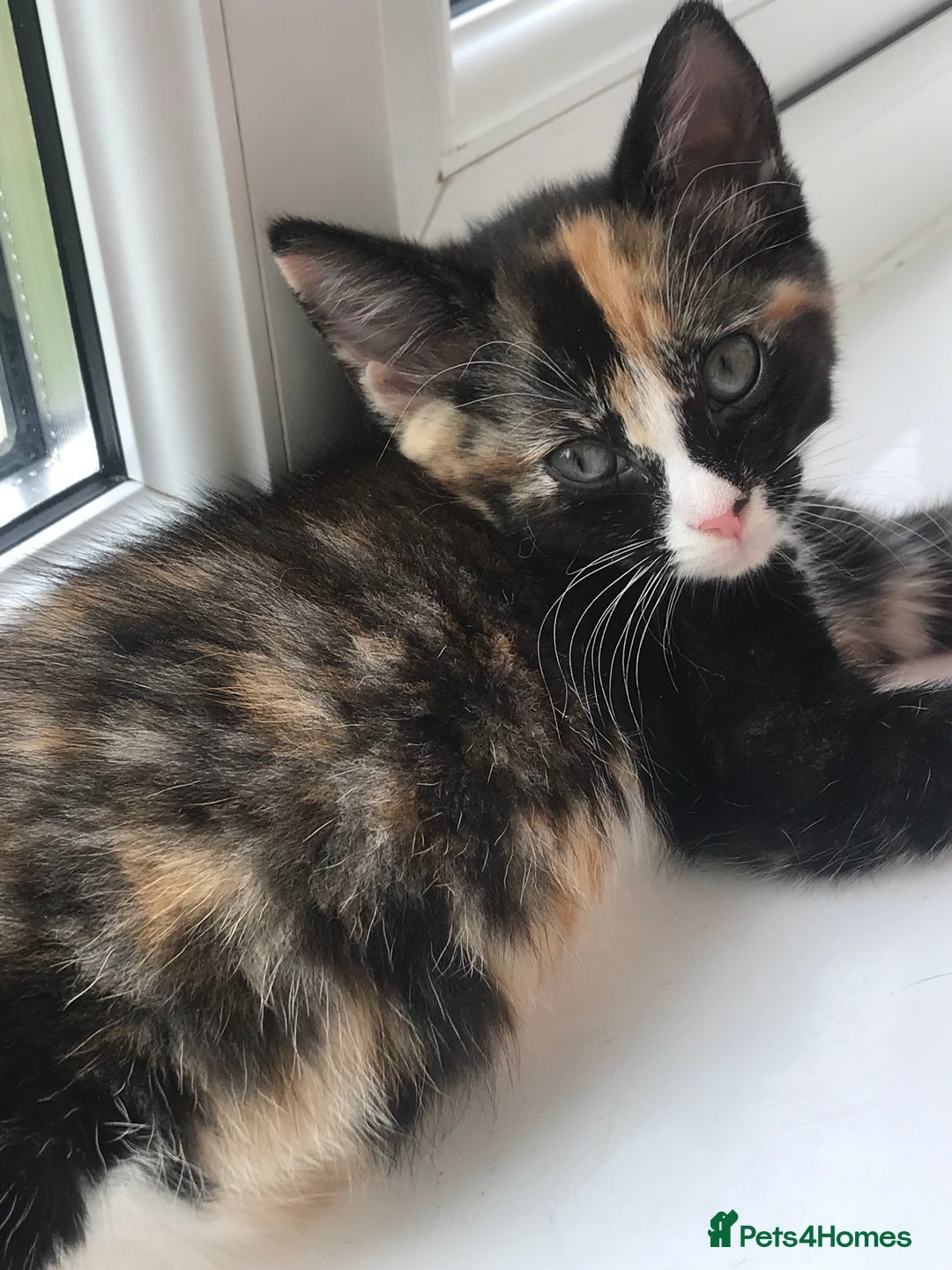 Egyptian Mau cats for sale: Adorable Calico Kitten Seeking Forever Home - Image 8