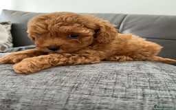 Poochon dogs for sale: 1 female red Poochon puppy  - Image 5