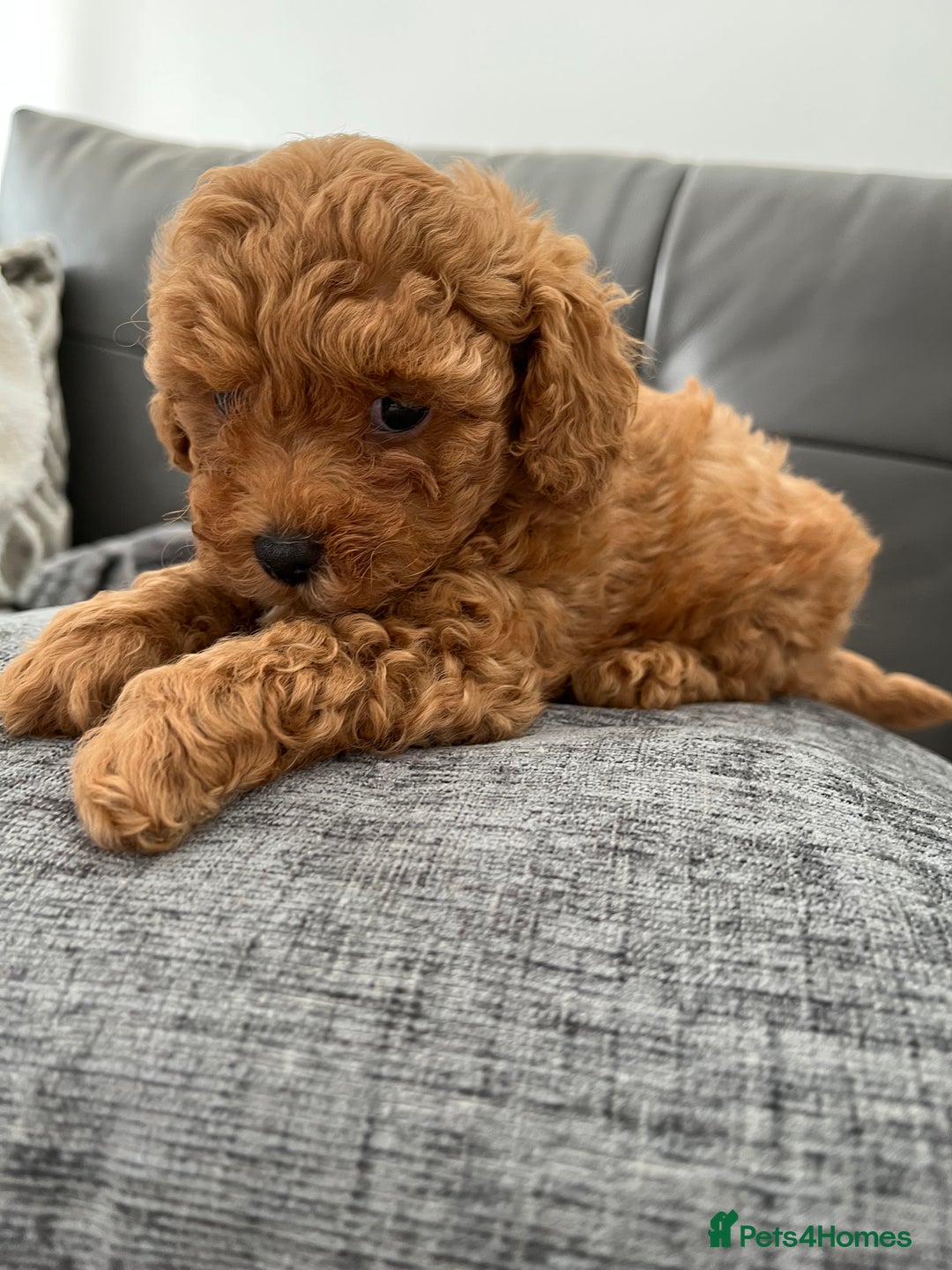 Poochon dogs for sale: 1 female red Poochon puppy  - Image 5