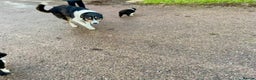 Border Collie dogs for sale: Lovely Border Collie puppies - Advert 5