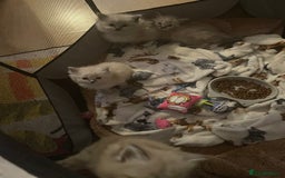 Ragdoll cats for sale: Ragdoll kittens   in Southampton - Image 10
