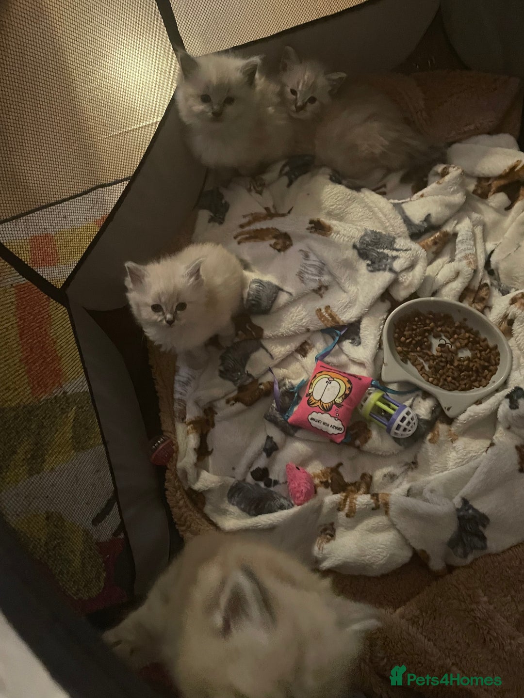 Ragdoll cats for sale: Ragdoll kittens   in Southampton - Image 10
