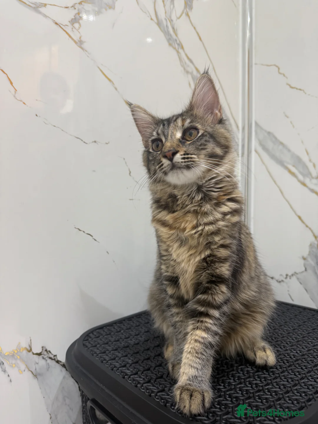 Maine Coon cats for sale: Mainecoone female kitten  in Romford - Advert 1