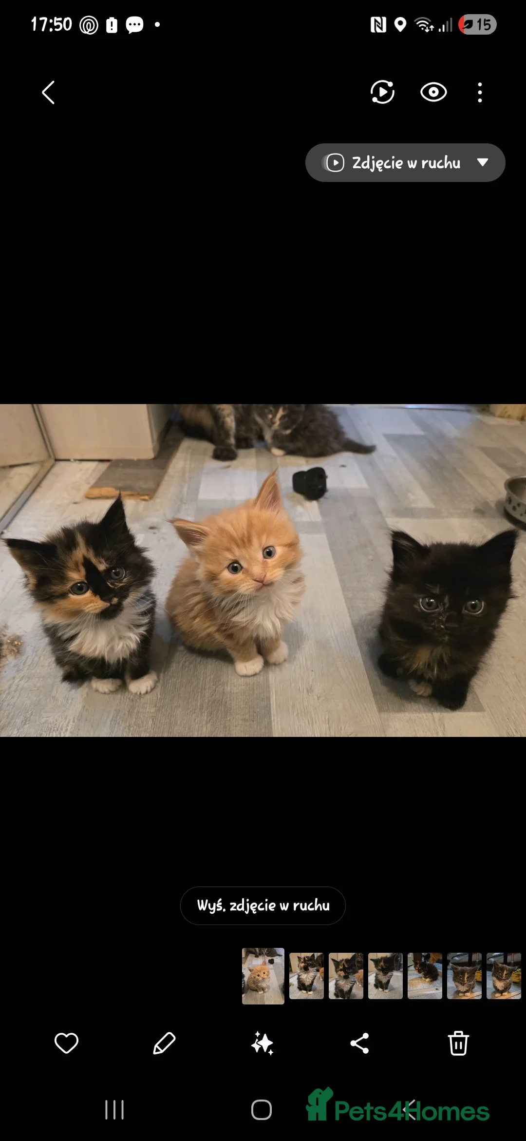 Maine Coon cats for sale: Maine coon  - Advert 1
