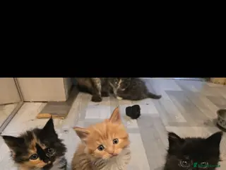 Maine Coon cats Maine coon - Advert 4