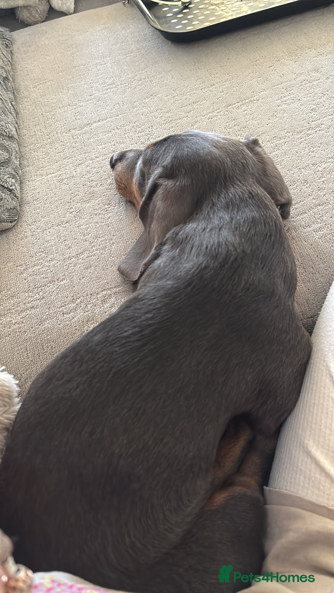 Miniature Dachshund dogs for sale: “Miniature dachshund”  - Advert 10