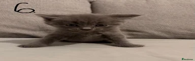British Shorthair 6