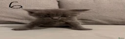 British Shorthair cats for sale: 🐾🚨ATTENTION:PROFESSIONAL CUDDLE MONSTERS 🚨🐾 - Advert 13
