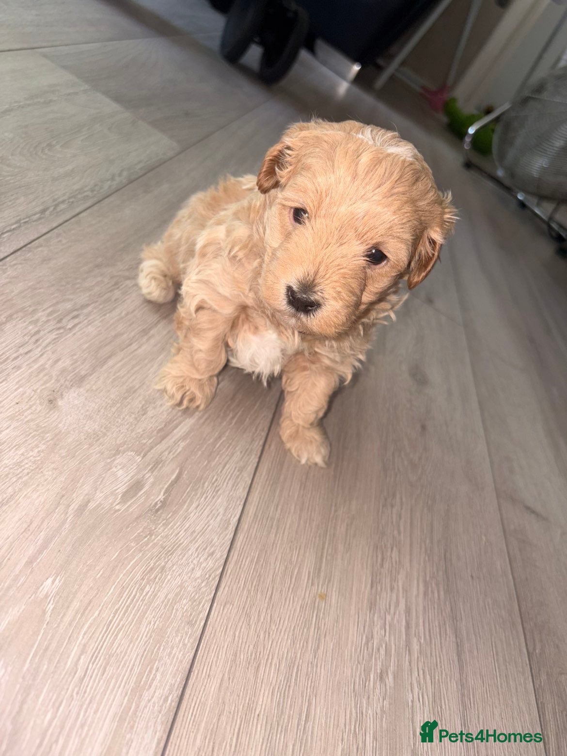Mixed Breed dogs Maltijack/toy poodle - Advert 16